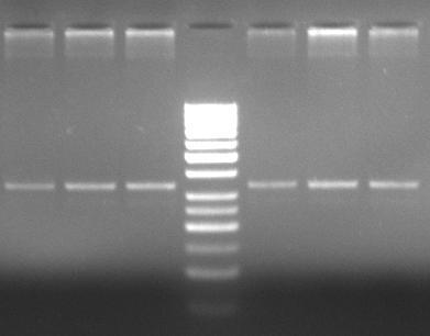 agaroz jellerindeki görünümü (M, 50 bç Fermentas GeneRuler DNA marker) 1 2 3 M 4 5 6 343 bç Şekil 4.