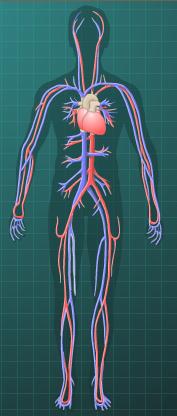 Organ Sistemleri Kardiyovasküler Sistem Solunum Sistemi Sindirim Sistemi Boşaltım