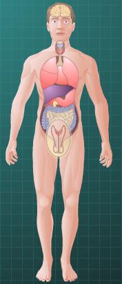 Organ Sistemleri Kardiyovasküler Sistem Solunum Sistemi Sindirim Sistemi Boşaltım