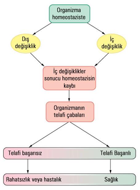 Homeostazis ve kontrolü Başarılı telafi Homestazis tekrar sağlanır