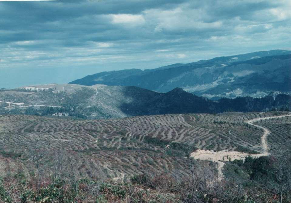 Şeritler halinde