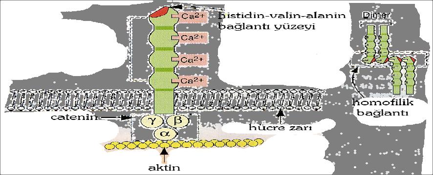 2.1.1. KADERİNLER Kaderinler, molekül ağırlıkları 120.000-140.000 kda arasında değişen yapı ve fonksiyonları açısından Ca 2+ a bağımlı transmembran proteinleridir (Behrens 1994).