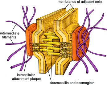 2.1.1.4. Desmozomal Kaderinler Desmoglein ve desmokolinlerde desmozom ile hücre bağlantısının sağlanmasından görevli kaderinlerdir.