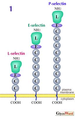 Selektinler, bulundukları dokuya ve hücre yüzey molekülleri ile ilişkilerine göre üçe ayrılır: 1. L-Selektin (CD62L) 2. P-Selektin (CD62P) 3.