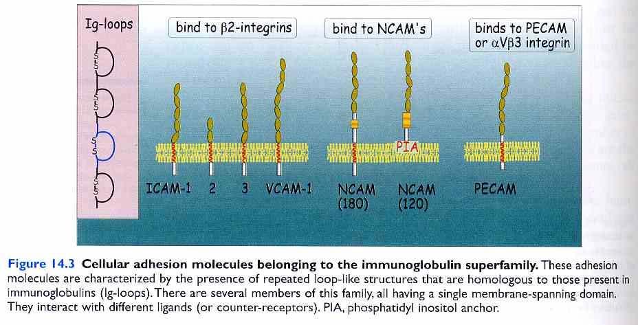Ig süper ailesi üyeleri: ICAM-1 ICAM-2 ICAM-3 VCAM-1 (CD106) LFA-1 (CD2) LFA-2 (CD58) NCAM (CD56) PECAM-1 (CD31) Şekil 9: Ig süper ailesi üyeleri http://bioweb.wku.