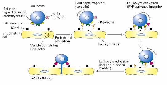 - LFA-1 - Hyaluronon - Mac-1 - CD43 - Fibrinojen Dinlenme halindeki endotelyal hücrelerde ICAM-1, IFN-γ, TNF-α, IL-1β ve LPS gibi dış uyaranlar tarafından aktive olarak, epitelyal ve mezenşimal