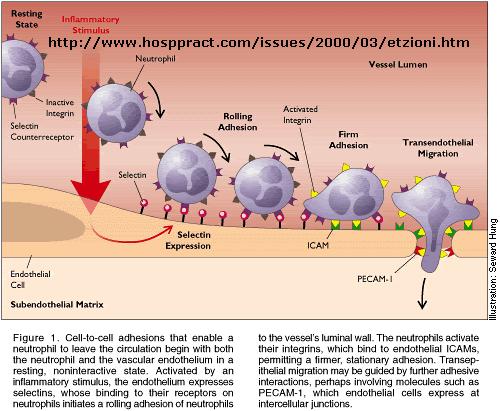 Şekil 11: Lökosit migrasyonu ve PECAM-1 in rolü http://employees.csbsju.edu (Erişim tarihi: 12 Mayıs 2007) den modifiye edilmiştir. 2.1.3.8.
