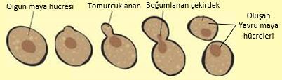 ŞYSİZ ÜRM 10. SINIF ÜNİT, KONU, KAZANIM V AÇIKLAMALARI 10.1.1.3. şeysiz üremeyi örneklerle aç