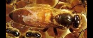 P A R T N O G N Z rkek Arı Yumurtalar Döllenemeden gelişirse Mayoz Polen ile beslenirse İşci arı (kısır) şeyli üreme DÖLLNM Zigot Dişi embriyolar Spermler Arı sütüyle beslenirse Mitoz Kraliçe Arı(