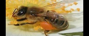 döneminde iken arı sütü ile Kısır bireylerden İşçi arı Kraliçe arı rkek arı Şekil: Bal arısında partenogenez ile eşeysiz üreme Partenogenezde erkek arıların oluşumu eşeysiz üreme ile olurken dişi