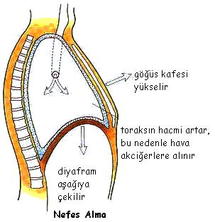 AKCİĞERLERİN