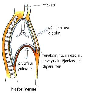 İnspirasyon -