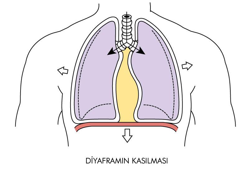 Bunun için gerekli fazladan güç, esas olarak karın kaslarının