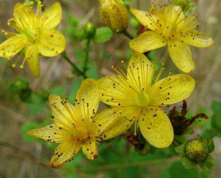 HYPERICUM