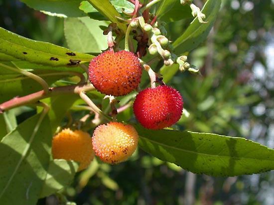 Arbutus unedo, bu bölgede