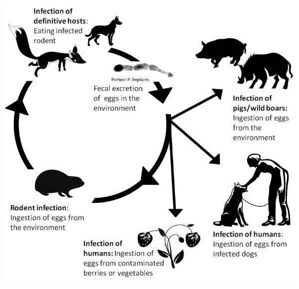 Biyoloji: Son konak Erişkin parazit, son konak ince bağırsağında bulunur. Rodentler çevreden yumurta alımı ile enfektif hale gelir.