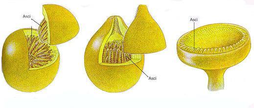 Kleistotesyum