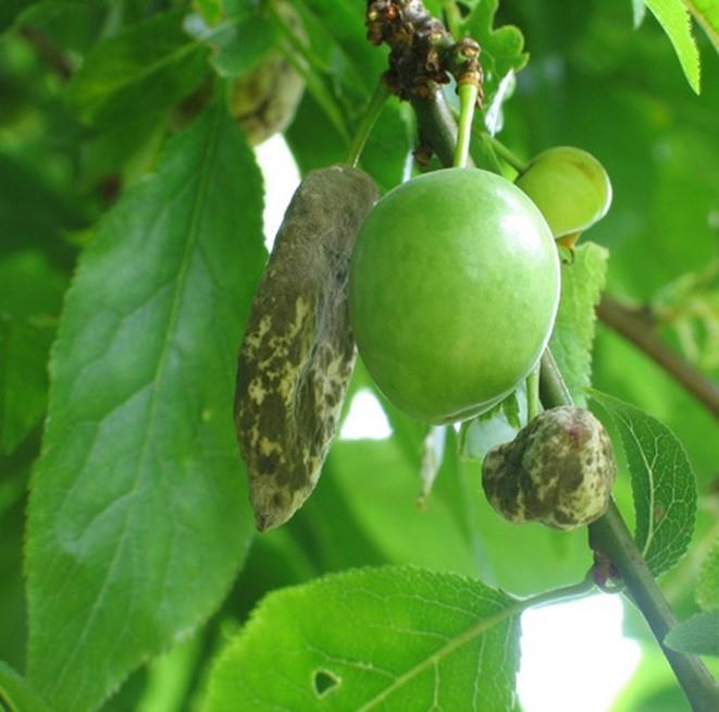 Taphrina pruni