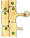 1. 3. 3. Nodül oluşumu Enfeksiyon şeridi, korteks bölgesinde tetraploid hücreye (genel kromozom sayısının iki kat fazla olduğu hücre) ulaşır.