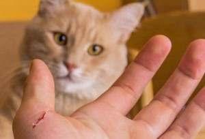 Bartonella türlerinin en yaygın bulunduğu doğal konak kedilerdir İnsandaki enfeksiyonlar kedi