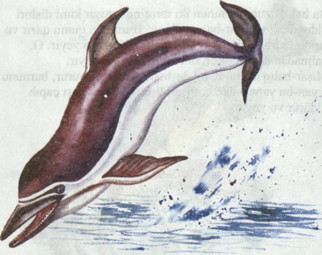 DELFİN Delfın kiçik balina cinsinə aiddir.