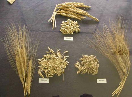 Bölgede, iki tür yabani buğday karşımıza çıkıyor: einkorn ve emmer buğdayı. Ekme ve biçme yöntemleri ile her iki buğdaydan kültüre alınmış türler elde edildi.