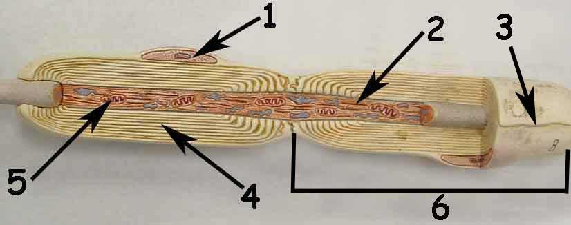 Sinir teli: Aksonlar sinir hücrelerinin gövdelerinden çıktıktan sonra bir süre çıplak devam ederken daha sonra 1yada 2 kılıfla sarılırlar. Kılıfla sarılı her bir aksona sinir teli adı verilir.