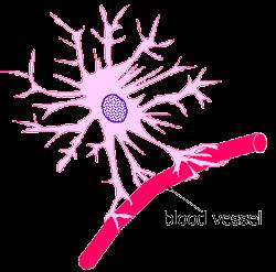1- ASTROSİTLER Gliya hücrelerinin en irileridir.sitoplazmik uzantıları çok sayıda ve dallanmıştır. Uzantıları sinir dokusundaki damarların etrafını sararak bunları dokudan ayırırlar. https://www.