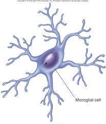 3. Mikroglia hücreleri https://www.google.com.tr/search?