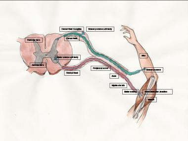 Perifer sinir sisteminde ara doku Gangliyonlarda ve perifer sinirlerde hücreler arasını gevşek bağ doku doldurmaktadır. https://www.google.com.tr/search?