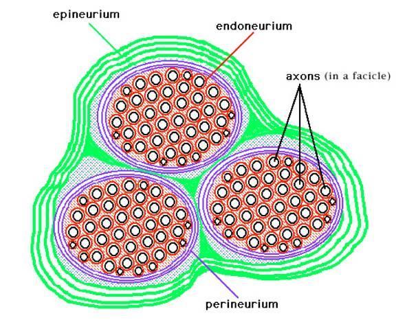 Epinörium: sinir teli demetlerini kuşatarak onları birbirine bağlayan bağ dokudur. Yağ doku ve kan damarları bulunur. https://www.google.com.tr/search?
