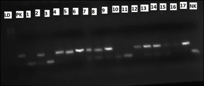 Şekil 3. Kanatlı primeri (MCW0101) kullanılarak yapılan tür tayini. LD: 100 bç DNA ladderi, PK: Pozitif kontrol, NK: negatif kontrol, 1-17: Örnek numarası.