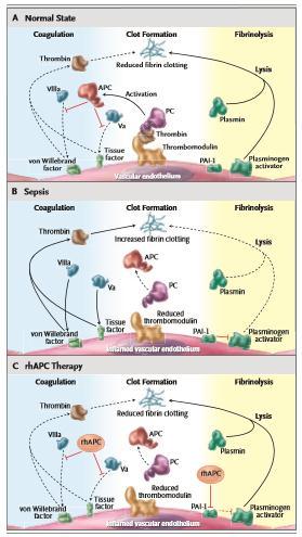 Aktive protein C nin ayrıca nitrik oksit üzerine etkilerinden bahsetmiş ve nitrik oksit üzerinden yürüyen vasküler disfonksiyona, lenfosit