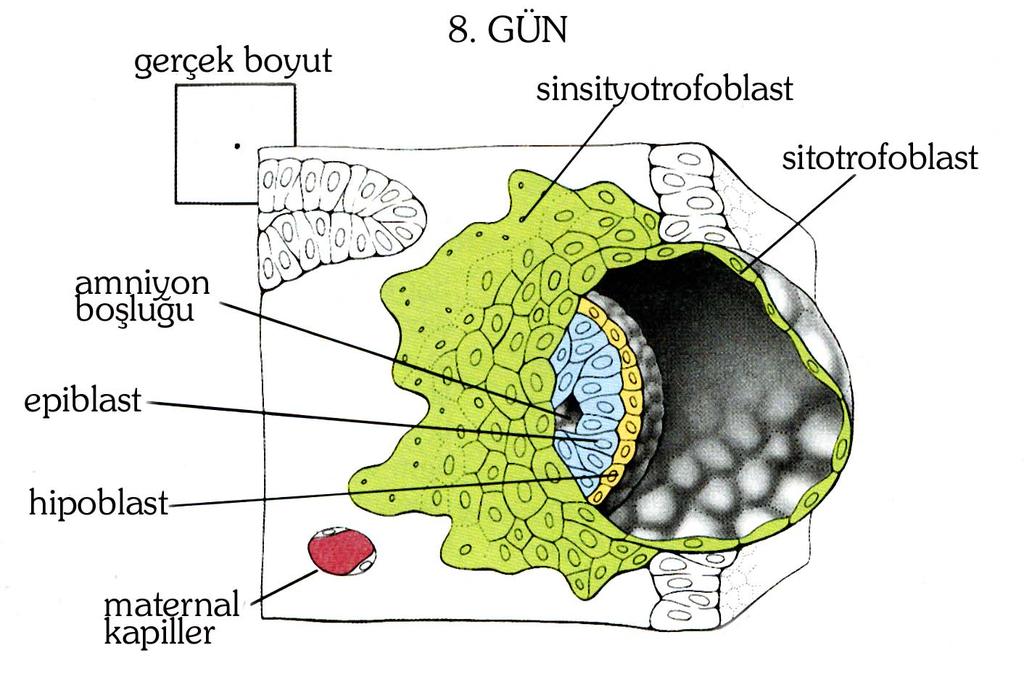 8. GÜN Kollajenaz (kollajen ]p 1,2,3,4,10) Jela]naz (kollajen ]p 4) Amniyon boşluğunun oluşumu Epiblastlardan farklanan amniyoblastlardan amniyon zarı ve sıvısı oluşumu Sinsityotrofoblastlar T ve NK