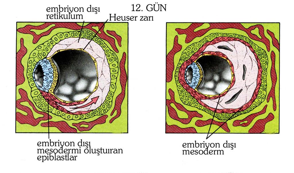 12. GÜN Epiblast hücrelerinden farklanan hücrelerden embriyon dışı mezodermin