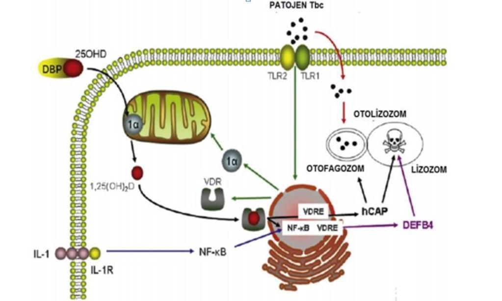İnsan monositlerinin 1,25(OH)D ile tedavisi, toll benzeri reseptörlerden (TLR) TLR-2 ve TLR-4 ün ekspresyonunu baskılar. TLR ler, erken dönem enflamatuvar cevapların başlamasında önemlidir.