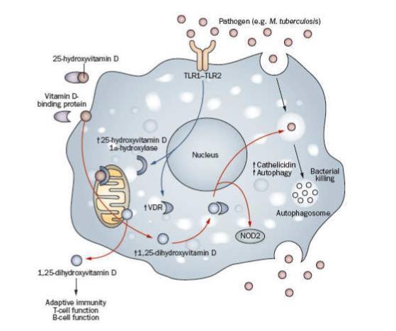 bağlanır 86. Memeli hücre yüzeylerinde en az 12 tane PRRs reseptörleri vardır. Bunlar, TLR olarak bilinir. TLR ler özellikle makrofajlar, dendritik hücreler ve epitelyal hücrelerde bulunurlar.
