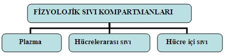 2.3.2. İlaçların Vücutta Dağılımı İlaçlar absorbe olduktan sonra kapillerlerden damar dışına geçerek interstisyel sıvıya (hücrelerarası boşlukları dolduran sıvı) dağılır.