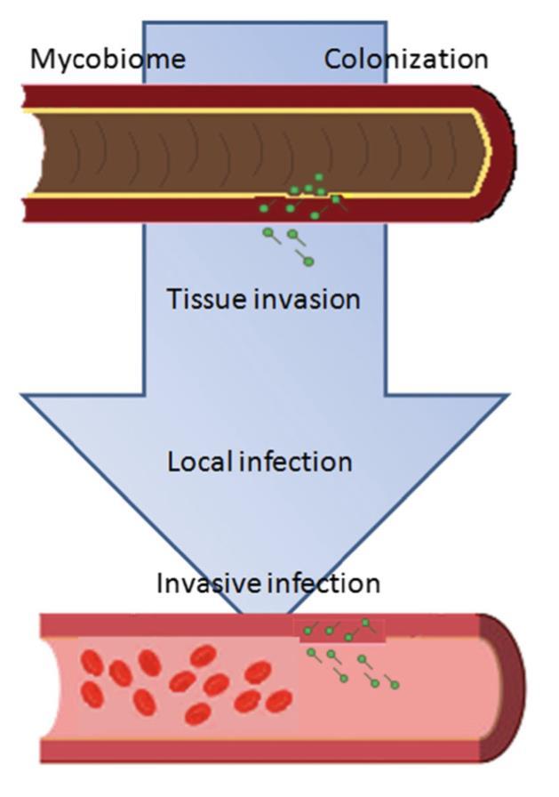 Lagunes,L.;Rello,J.Invasivecandidiasis:From mycobiome to infection,therapy, prevention.eur.j. Clin. Microbiol. Infect. Dis.