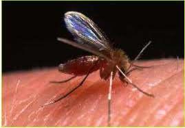 Phlebotomus Hastalığı taşıyan vektör Phlebotomus (sandfly, tatarcık, yakarca) türleridir.