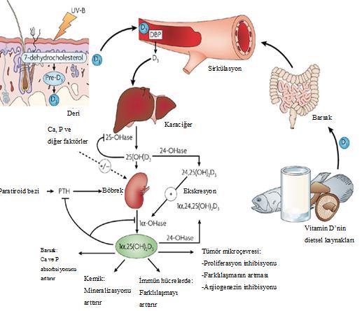 23 Aktif vitaminin immün sistemi de etkilediği, B lenfositlerden antikor oluşumunu ve T lenfositlerden interlökin oluşumunu baskıladığı bildirilmiştir (81-83).