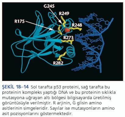 4.4 p53 tümör baskılayıcı gen İnsan kanserleri içinde en sık mutasyona uğrayan (tüm kanserlerin %50 sinden fazlasında mutasyona