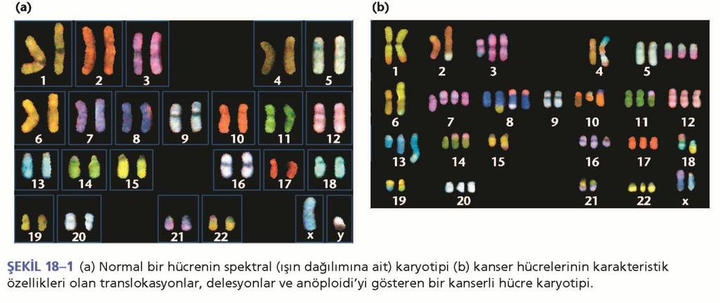 1. Kanser genetik