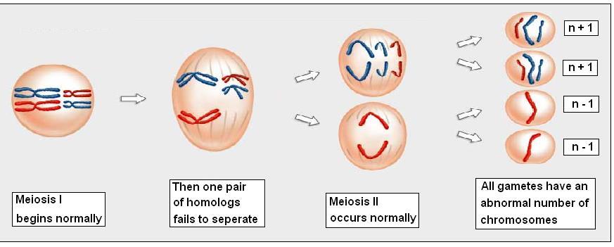 ANÖPLOİDİ OLUŞ MEKANİZMALARI 1- Kromozom Ayrılmaması (Nondisjunction); Homolog kromozomların veya kardeş kromatidlerin hücre