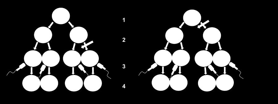 1. Mayoz I 2. Mayoz II 3. Fertilizasyon 4. Zigot.