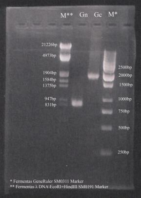 79 DNA molekülleri genellikle agaroz jel içinde elektroforez edilir.