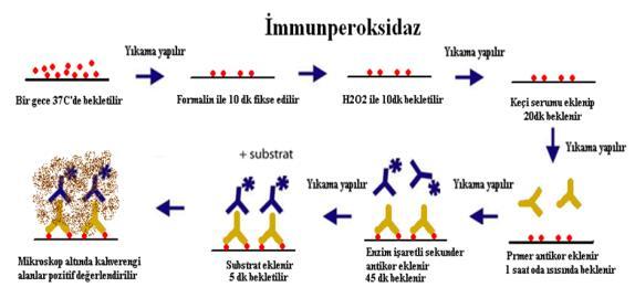 edilir Yıkama yapılır Enzim işaretli sekunder