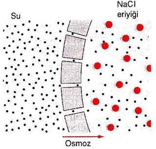 konsantrasyonun fazla olduğu tarafa doğru net bir su difüzyonu meydana gelir Bu net