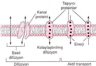 Membrandan Maddelerin Taşınması Difüzyon: Madde yoğunluğunun (konsantrasyonunun) çok olduğu taraftan az olduğu tarafa