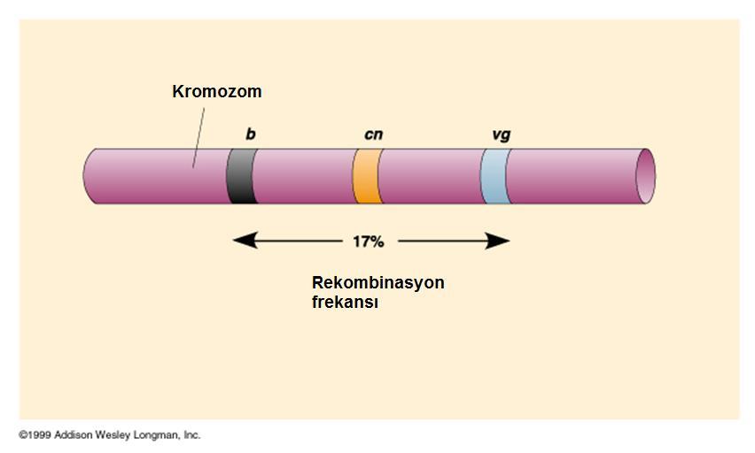 Rekombinasyon